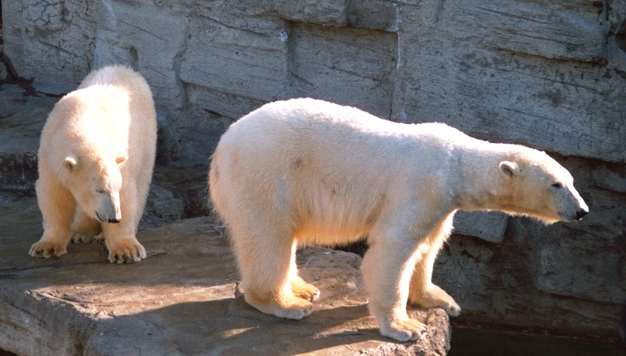 PolarBear.jpg