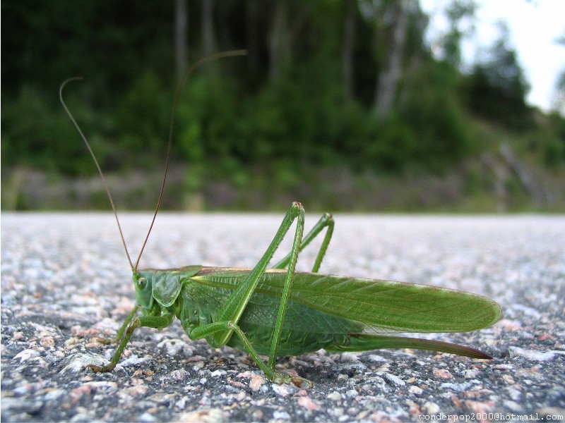 katydid.jpg