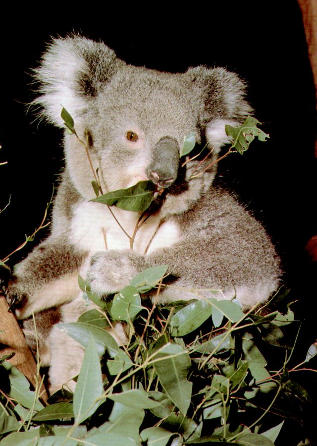 koala_1.jpg