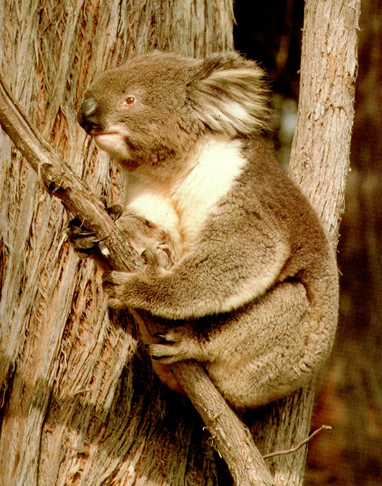 koala_2.jpg
