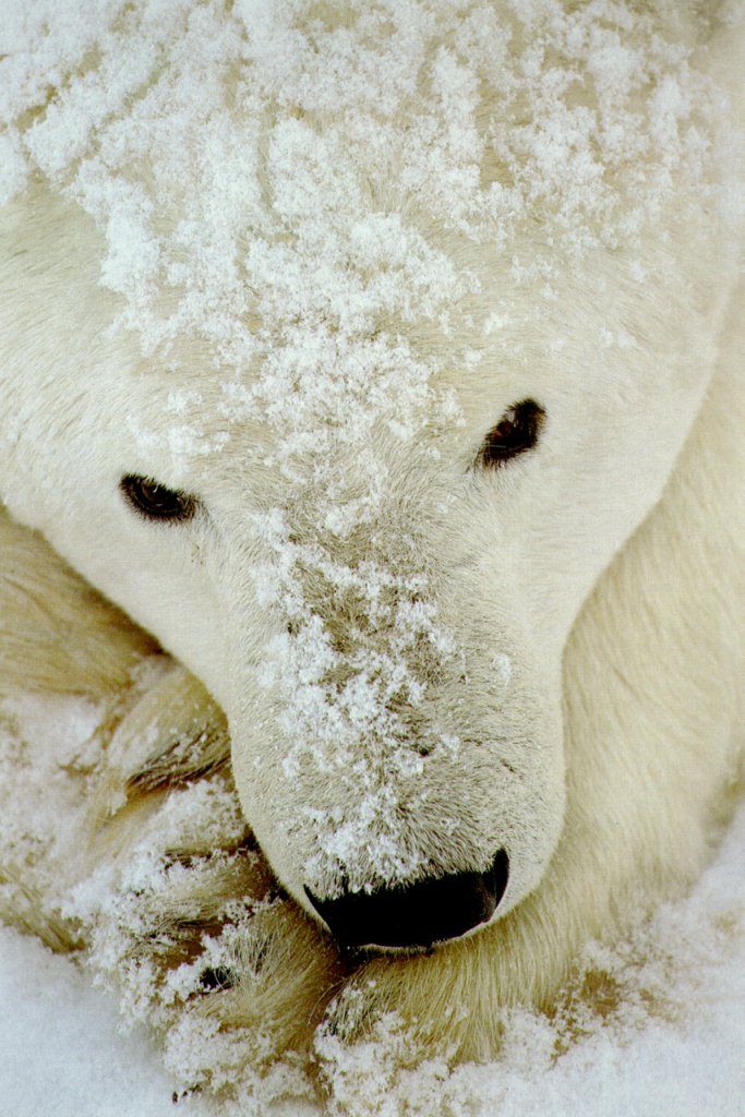 polar_bear.jpg