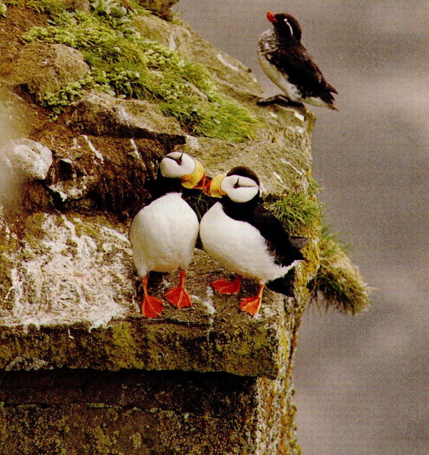 puffins.jpg